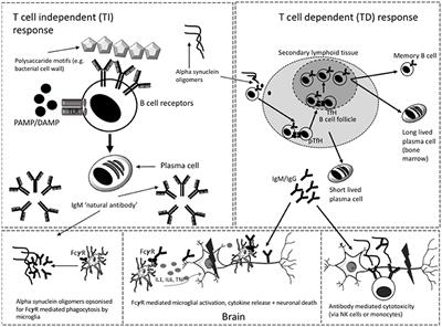 A Systematic Review and Meta-Analysis of Alpha Synuclein Auto-Antibodies in Parkinson's Disease